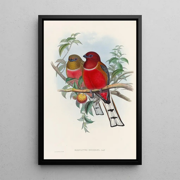 A monograph of the Trogonidae or family of trogons Pl21 - John Gould — framed artwork on a wall