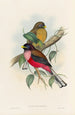 A monograph of the Trogonidae or family of trogons Pl22 - John Gould — artwork view
