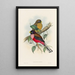 A monograph of the Trogonidae or family of trogons Pl22 - John Gould — framed artwork on a wall
