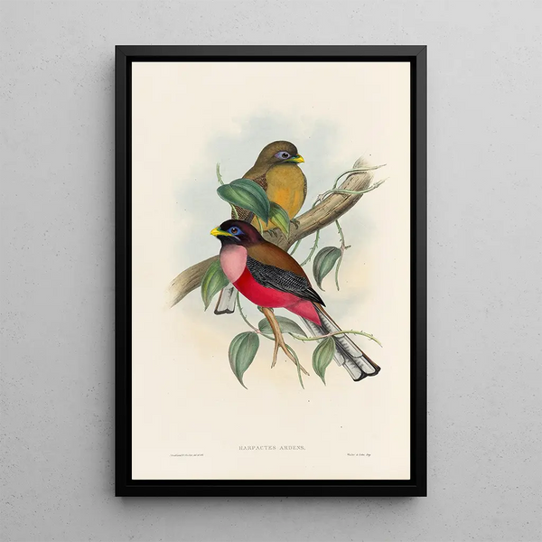 A monograph of the Trogonidae or family of trogons Pl22 - John Gould — framed artwork on a wall