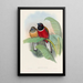 A monograph of the Trogonidae or family of trogons Pl23 - John Gould — framed artwork on a wall