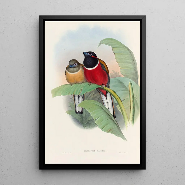 A monograph of the Trogonidae or family of trogons Pl23 - John Gould — framed artwork on a wall