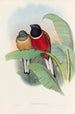 A monograph of the Trogonidae or family of trogons Pl23 - John Gould — artwork view