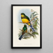 A monograph of the Trogonidae or family of trogons Pl24 - John Gould — framed artwork on a wall