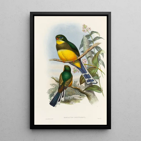A monograph of the Trogonidae or family of trogons Pl24 - John Gould — framed artwork on a wall