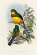 A monograph of the Trogonidae or family of trogons Pl24 - John Gould — artwork view