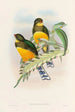 A monograph of the Trogonidae or family of trogons Pl25 - John Gould — artwork view