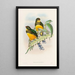 A monograph of the Trogonidae or family of trogons Pl25 - John Gould — framed artwork on a wall