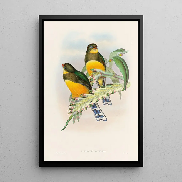 A monograph of the Trogonidae or family of trogons Pl25 - John Gould — framed artwork on a wall