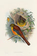 A monograph of the Trogonidae or family of trogons Pl26 - John Gould — artwork view