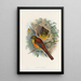 A monograph of the Trogonidae or family of trogons Pl26 - John Gould — framed artwork on a wall