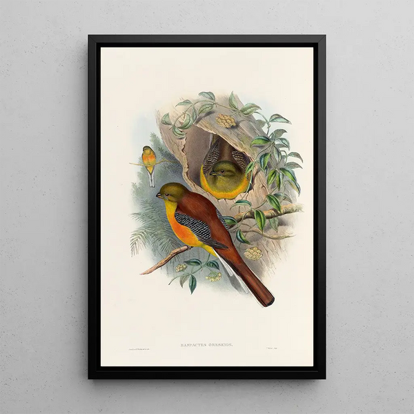 A monograph of the Trogonidae or family of trogons Pl26 - John Gould — framed artwork on a wall