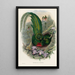 A monograph of the Trogonidae or family of trogons Pl27 - John Gould — framed artwork on a wall