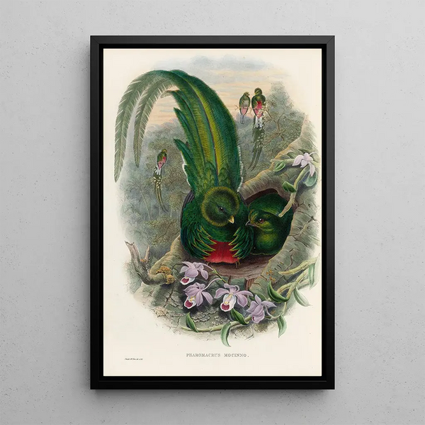 A monograph of the Trogonidae or family of trogons Pl27 - John Gould — framed artwork on a wall