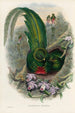 A monograph of the Trogonidae or family of trogons Pl27 - John Gould — artwork view