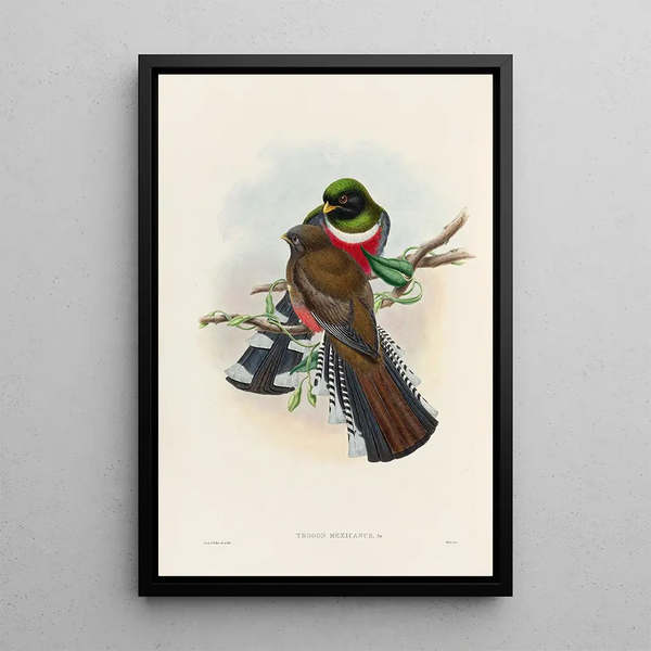 A monograph of the Trogonidae or family of trogons Pl28 - John Gould — framed artwork on a wall