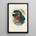 A monograph of the Trogonidae or family of trogons Pl29 - John Gould — framed artwork on a wall