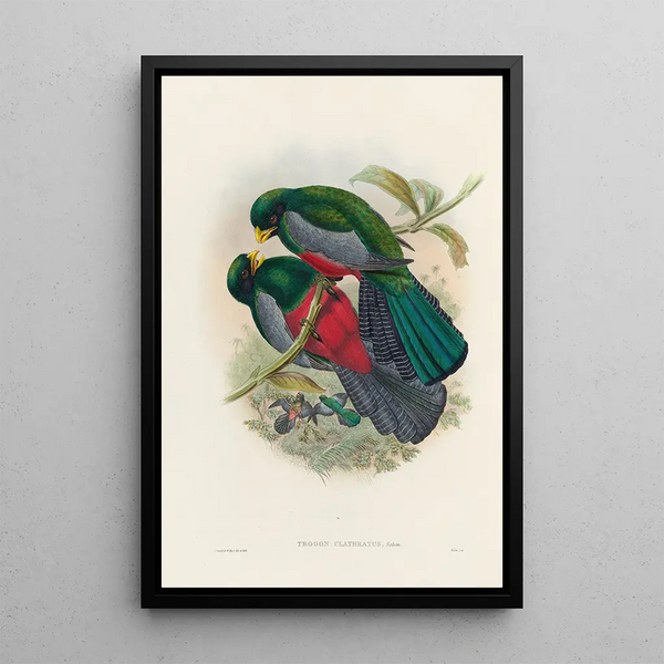 A monograph of the Trogonidae or family of trogons Pl29 - John Gould — framed artwork on a wall