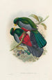 A monograph of the Trogonidae or family of trogons Pl29 - John Gould — artwork view