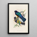 A monograph of the Trogonidae or family of trogons Pl30 - John Gould — framed artwork on a wall