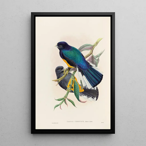 A monograph of the Trogonidae or family of trogons Pl30 - John Gould — framed artwork on a wall