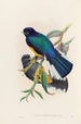 A monograph of the Trogonidae or family of trogons Pl30 - John Gould — artwork view