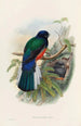 A monograph of the Trogonidae or family of trogons Pl31 - John Gould — artwork view