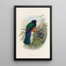 A monograph of the Trogonidae or family of trogons Pl31 - John Gould — framed artwork on a wall