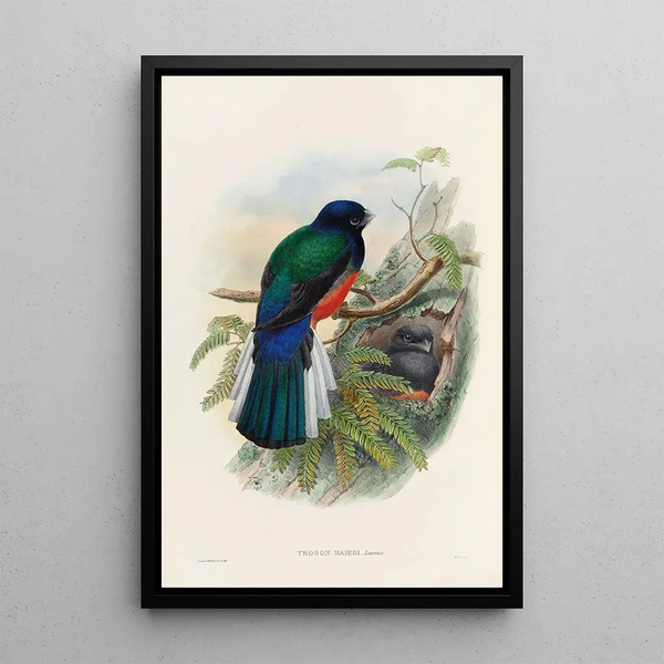A monograph of the Trogonidae or family of trogons Pl31 - John Gould — framed artwork on a wall