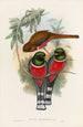 A monograph of the Trogonidae or family of trogons Pl32 - John Gould — artwork view