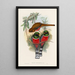A monograph of the Trogonidae or family of trogons Pl32 - John Gould — framed artwork on a wall
