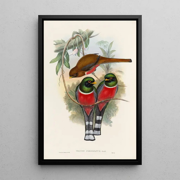 A monograph of the Trogonidae or family of trogons Pl32 - John Gould — framed artwork on a wall