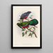 A monograph of the Trogonidae or family of trogons Pl33 - John Gould — framed artwork on a wall
