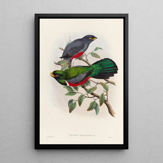 A monograph of the Trogonidae or family of trogons Pl33 - John Gould — framed artwork on a wall