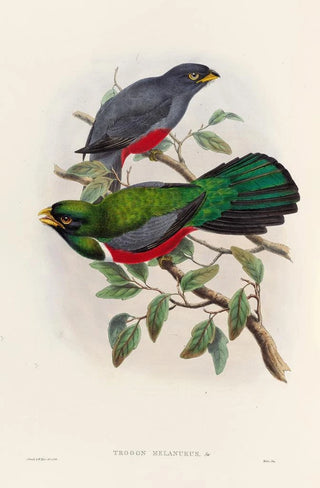 A monograph of the Trogonidae or family of trogons Pl33 - John Gould — artwork view