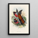 A monograph of the Trogonidae or family of trogons Pl34 - John Gould — framed artwork on a wall
