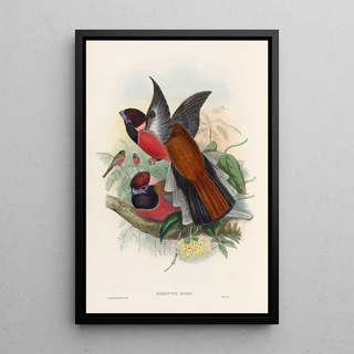 A monograph of the Trogonidae or family of trogons Pl34 - John Gould — framed artwork on a wall