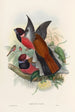 A monograph of the Trogonidae or family of trogons Pl34 - John Gould — artwork view
