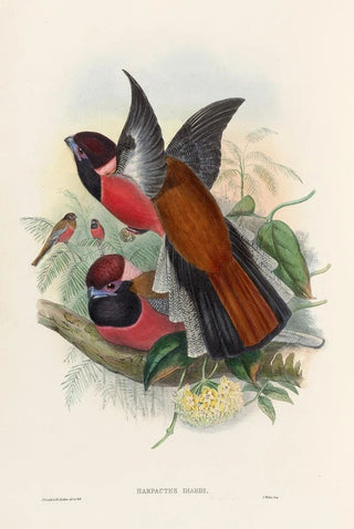 A monograph of the Trogonidae or family of trogons Pl34 - John Gould — artwork view