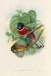A monograph of the Trogonidae or family of trogons Pl35 - John Gould — artwork view
