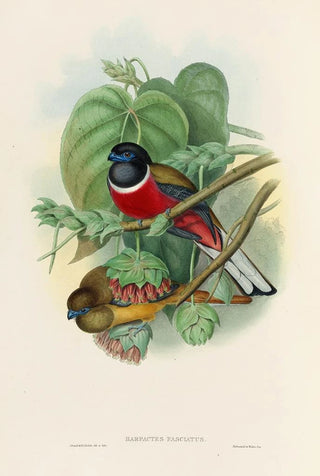 A monograph of the Trogonidae or family of trogons Pl35 - John Gould — artwork view