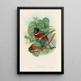 A monograph of the Trogonidae or family of trogons Pl35 - John Gould — framed artwork on a wall