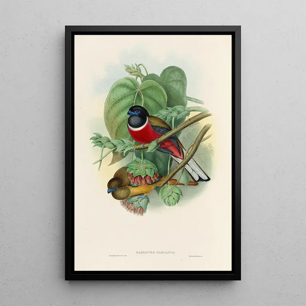 A monograph of the Trogonidae or family of trogons Pl35 - John Gould — framed artwork on a wall