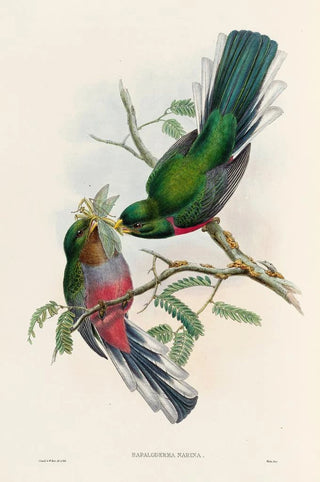 A monograph of the Trogonidae or family of trogons Pl36 - John Gould — artwork view