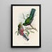 A monograph of the Trogonidae or family of trogons Pl36 - John Gould — framed artwork on a wall
