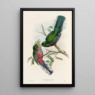 A monograph of the Trogonidae or family of trogons Pl36 - John Gould — framed artwork on a wall