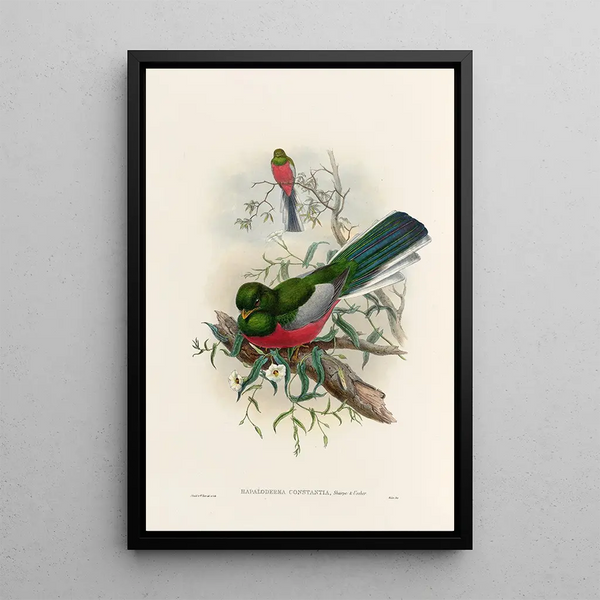 A monograph of the Trogonidae or family of trogons Pl37 - John Gould — framed artwork on a wall