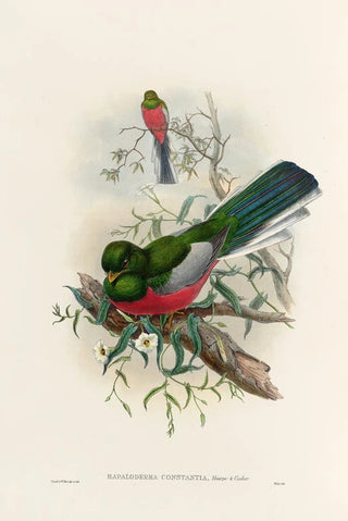 A monograph of the Trogonidae or family of trogons Pl37 - John Gould — artwork view
