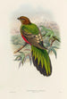 A monograph of the Trogonidae or family of trogons Pl38 - John Gould — artwork view