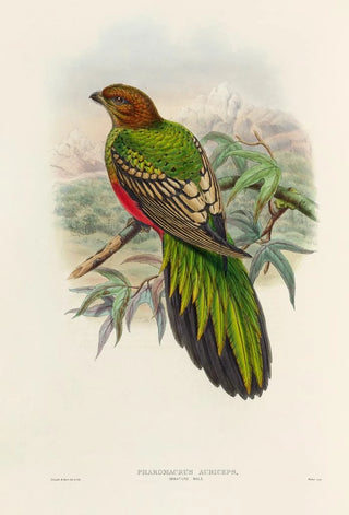 A monograph of the Trogonidae or family of trogons Pl38 - John Gould — artwork view